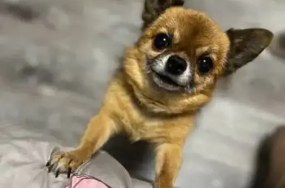 Пропала собака на Неверова, 32, Ульяновск