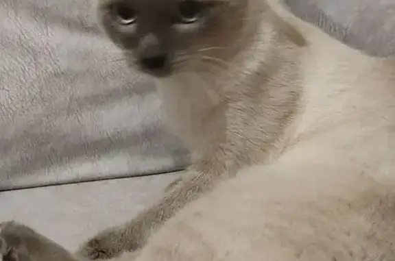 Найден кот, ул. Энергетиков 51Б, Тюмень