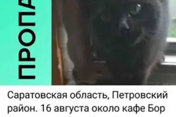 Кошки потеряшки, , фото: Потеряшка кошка у кафе Бор чалы, Р-158