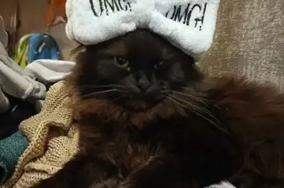 Пропала черная кошка, Сосновая 1/2