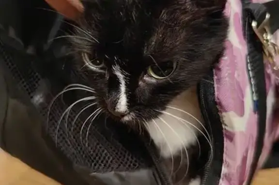 Найдена кошка, Советская ул. 42, Новосибирск