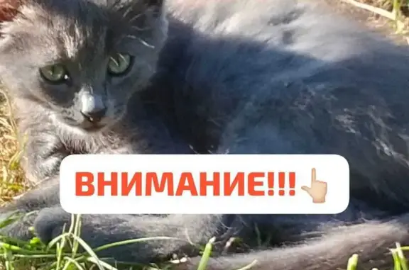 Кошки потеряшки, Чистополь, фото: Потеряшка кошка, ул. Маркина, Чистополь