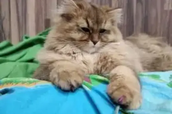 Кошки потеряшки, Богородское, фото: Потеряшка кошка, Богородское, Татарстан