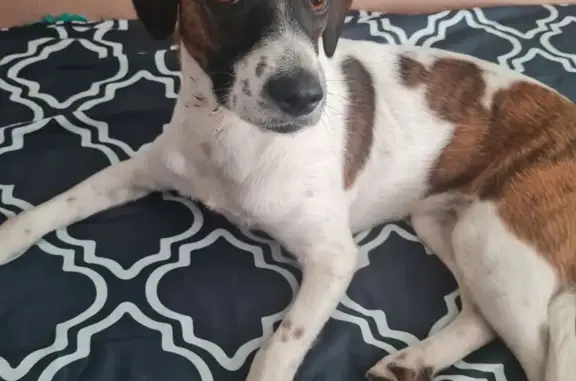 Найдена собака, Ставрополь, фото: Собака найдена: ул. Ленина, 184, Ставрополь