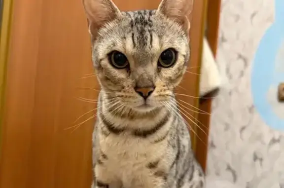 Найдена кошка, , фото: Кошка найдена у ДК КрАЗа, Красноярск