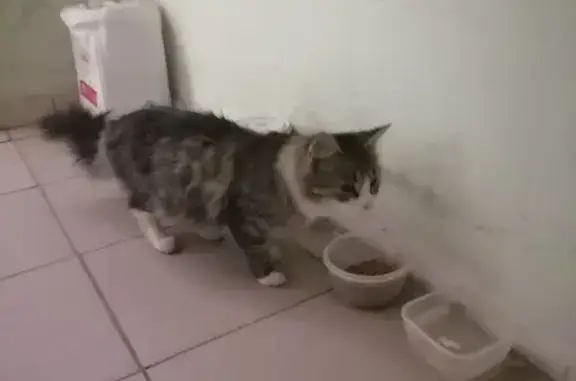 Кошка найдена, ул. Склизкова, 98, Тверь