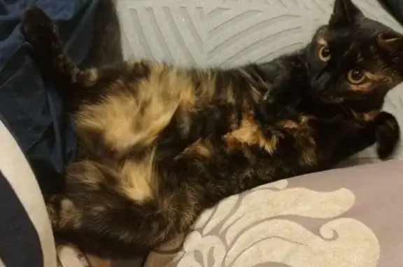 Пропала кошка, Шатурская 38/39, Казань