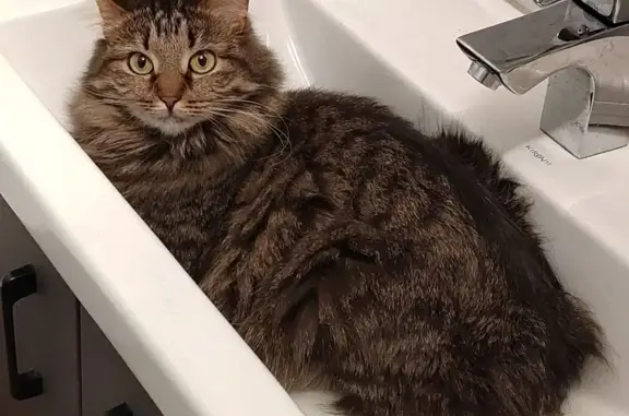 Пропала кошка, Североморское ш., 18