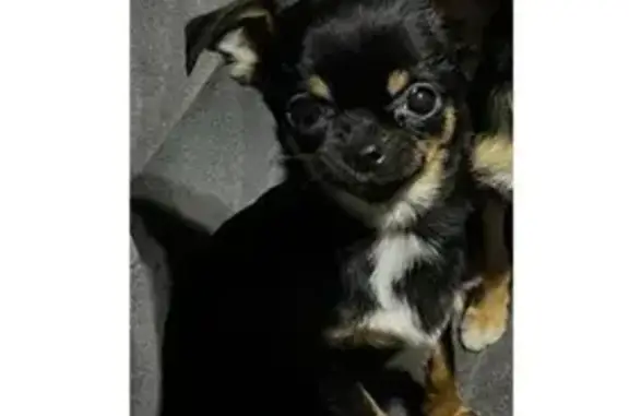 Собаки потеряшки, , фото: Потеряшка собака в ДНТ Надежда, Красноярск