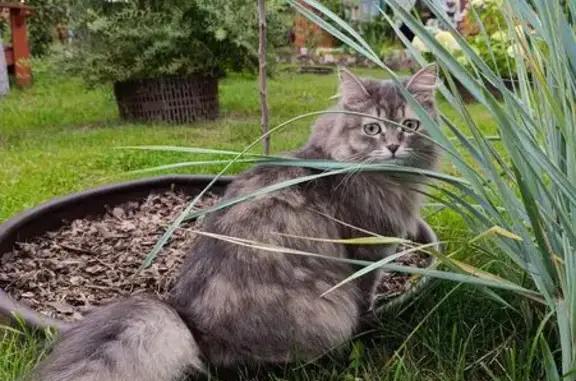 Кошки потеряшки, Красноярск, фото: Потеряшка кошка, ул. Тупик, 28, Красноярск