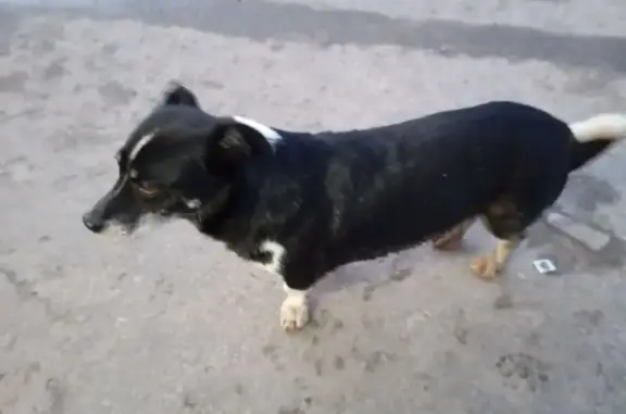 Найдена собака, Казань, фото: Собака найдена у 