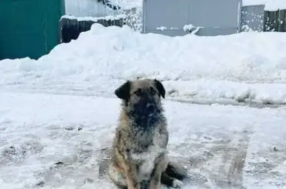Пропала собака на 2-й Садовой улице, Поляны