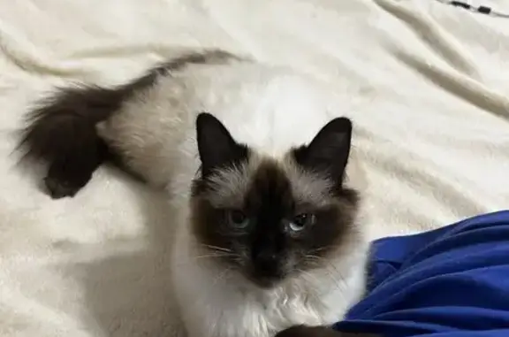 Пропала кошка, Юбилейная 5, Сухой Лог