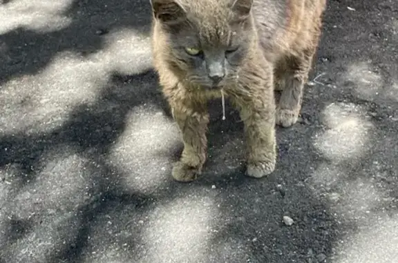 Найдена кошка: ул. Бестужевых, Москва
