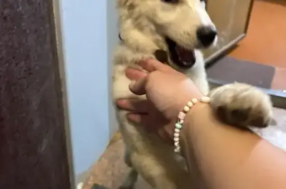 Найдена собака, Иркутск, фото: Щенок найден: ул. Курчатова, 4, Иркутск