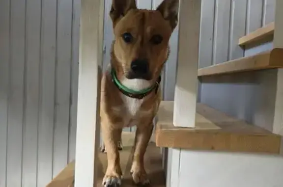 Найдена собака, Тверская область, фото: Собака найдена у Коровинского залива, Тверская область