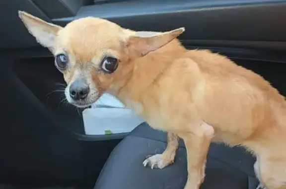 Найдена собака, Саратовская область, фото: Саратовская область: найдена рыжая собака