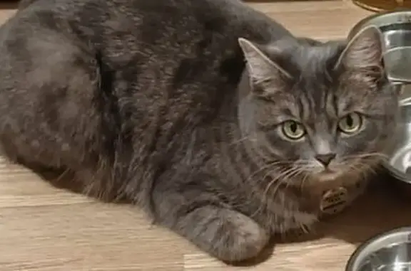 Кошки потеряшки, Курган, фото: Потеряшка кошка, ул. Гоголя, 16, Курган