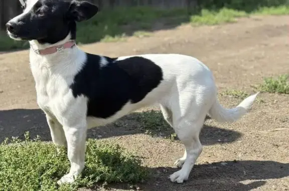 Потерянные животные Абакан, фото: Пропала собака, ул. Свободы, Абакан