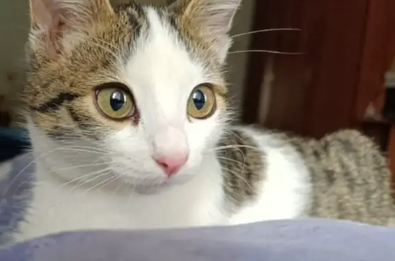 Кошки потеряшки, Иваново, фото: Потеряшка кошка, Плетневая ул. 18, Иваново