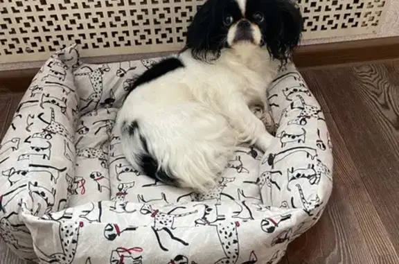 Собаки потеряшки, Клинцы, фото: Потеряшка собака, ул. Щорса 31, Клинцы