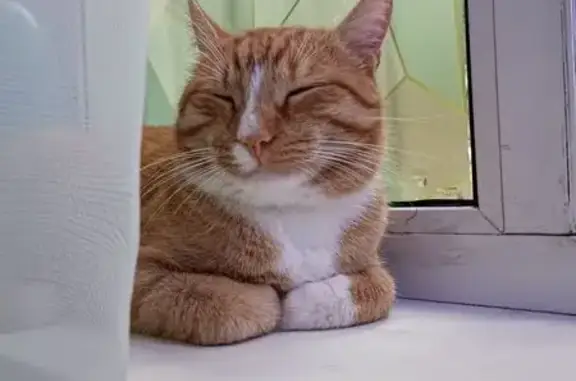 Кошки потеряшки, Москва, фото: Потеряшка рыжий кот, Каспийская 26 к3, Москва