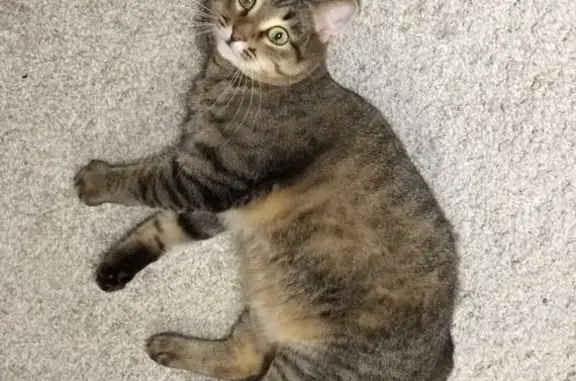 Кошки потеряшки, Димитровград, фото: Потеряшка кошка, Горная ул., Димитровград