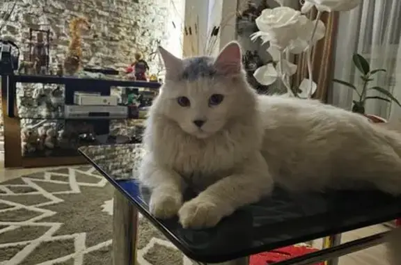 Кошки потеряшки, Ростов-на-Дону, фото: Потеряшка кошка, Товарищеская 38А, Ростов-на-Дону