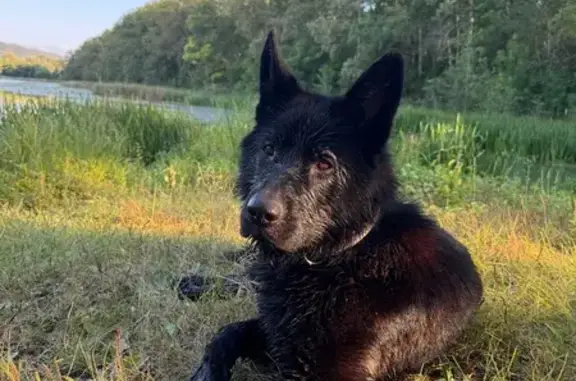 Пропала собака, Выгонная ул. 47, Самара