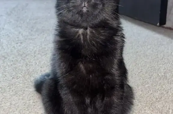 Кошки потеряшки, Оренбург, фото: Потеряшка кошка, ул. Мусы Джалиля, 55