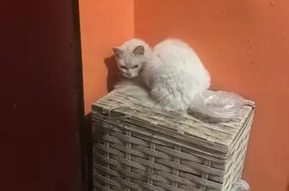 Кошка найдена: Балашиха, ул. 9