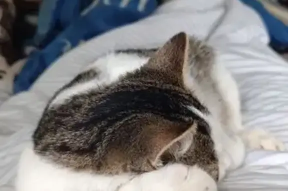 Кошки потеряшки, Иваново, фото: Потеряшка кошка, Шуйская улица, Иваново