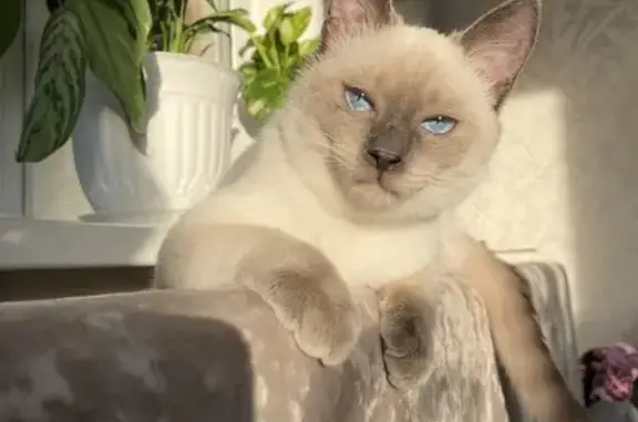 Кошка пропала, Мартовская ул., Сарапул