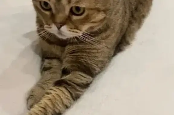 Пропала кошка, ул. Щербакова 4Б