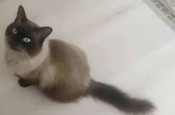 Пропала кошка, Ближняя Игуменка