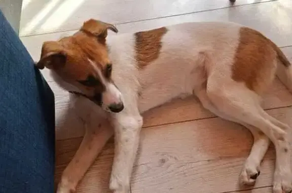 Собаки потеряшки, Калужская область, фото: Потеряшка собака в с. Маклино, Калужская обл.