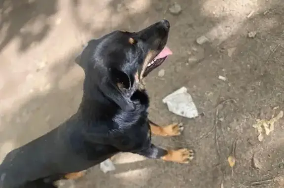 Найдена собака, Воскресенск, фото: Собака найдена: ул. Кагана, Воскресенск