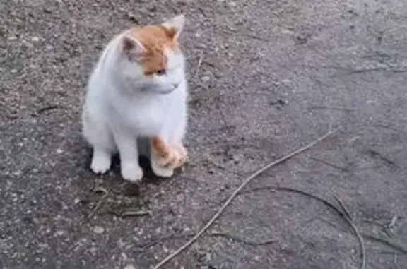 Кошка найдена на Постышева, 9, Иваново