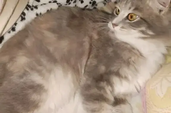 Пропала кошка, Сезеневское, Кировская обл.