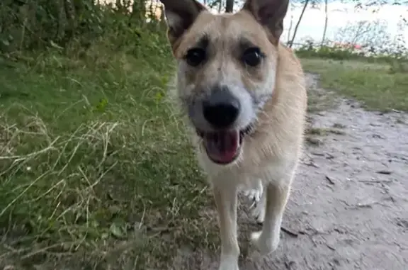 Найдена собака, Пионерский, Калининград