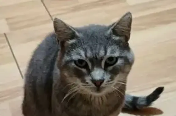 Найдена кошка, Владикавказ, фото: Кошка найдена: Владикавказ, Сев. Осетия