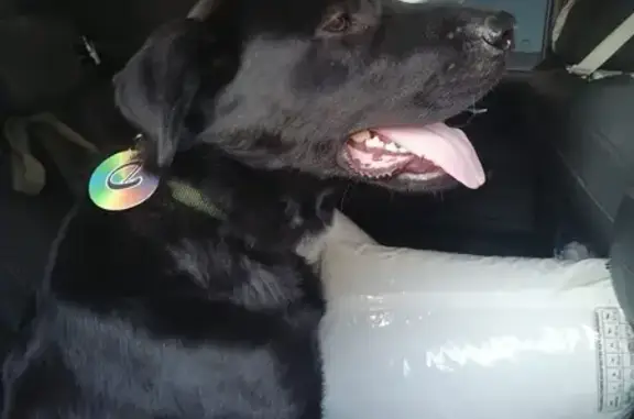 Лабрадор найден на Новосибирской улице, Орск