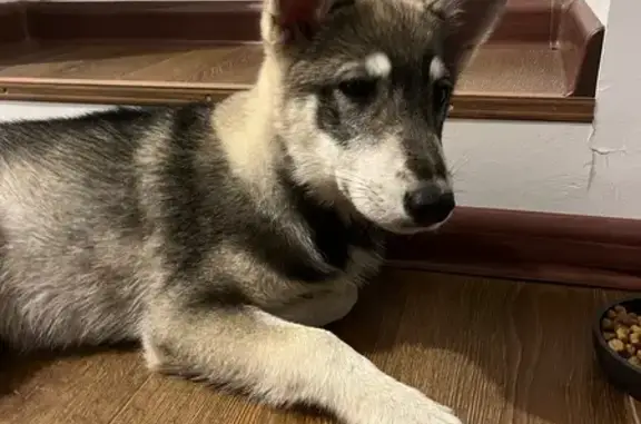 Собака найдена на ул. Агапкина, Тамбов