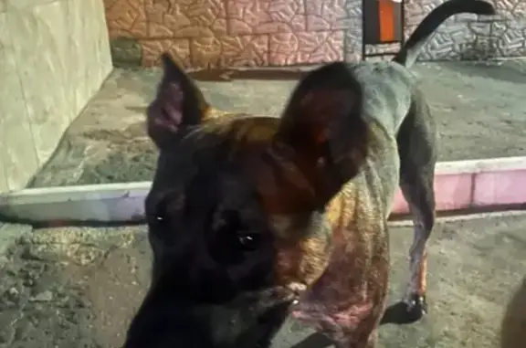 Найдена собака, Пушкинская 53, Владикавказ