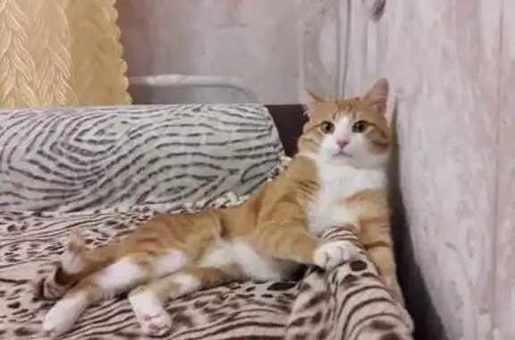 Пропала кошка, СОНТ Садовод 2, Когалым