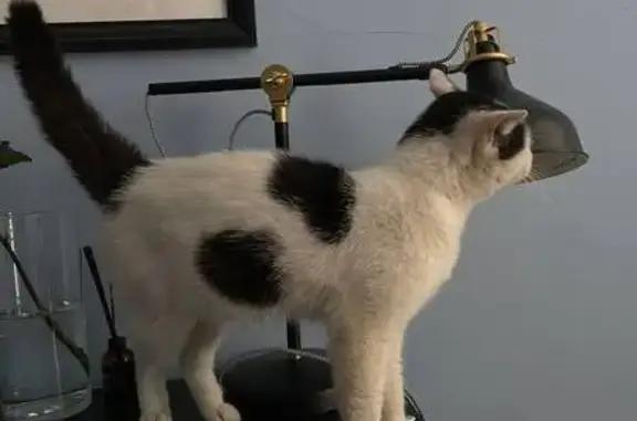 Кот найден: Кронверкский пр., 23, СПб