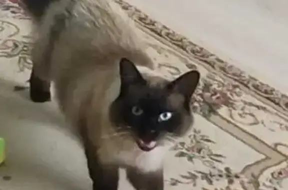 Пропала кошка, Белгород, Белгородская обл.