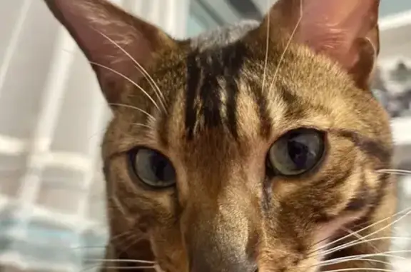 Кошки потеряшки, Айдарово, фото: Потеряшка бенгальский кот, Цветочная, Айдарово