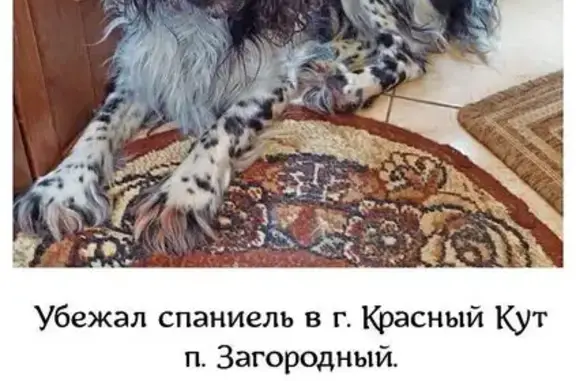 Пропала собака, Центральная ул., Загородный