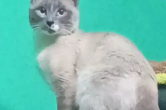 Кошки потеряшки, Краснослободск, фото: Потеряшка кошка, Краснослободск, Волгоград